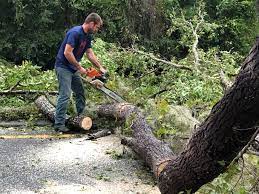 Best Palm Tree Trimming  in Perryville, MO